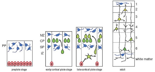 Neuronal migration – The Kengaku Group